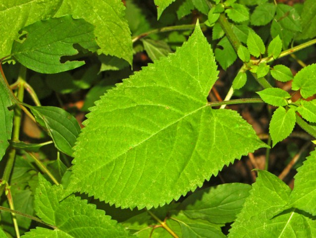 Una pianta con dei fiori gialli : Salvia glutinosa